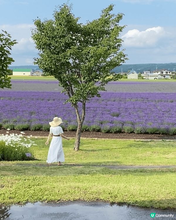 《北海道富良野花海》靚到窒息！😍🌸