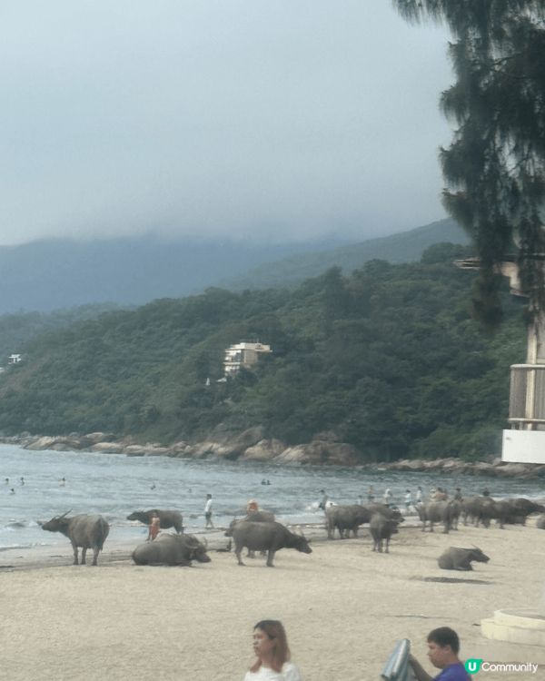 大嶼山貝澳沙灘，夏天好適合去沙灘游水，貝澳沙灘唔係好多人好舒...