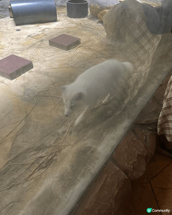 夏日炎炎想嘆下冷氣，又可以睇下動物，就梗係要去海洋公園！！追...