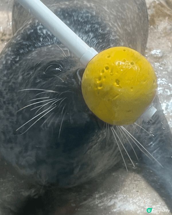 夏日炎炎想嘆下冷氣，又可以睇下動物，就梗係要去海洋公園！！追...