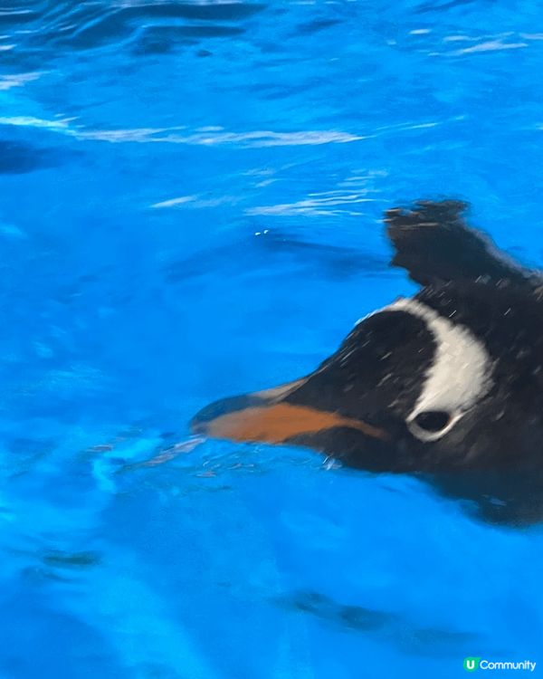 夏日炎炎想嘆下冷氣，又可以睇下動物，就梗係要去海洋公園！！追...