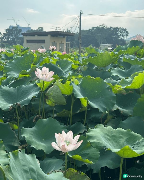 香港都有好多好靚嘅地方發掘，最近去左塱原自然生態公園，見到好...