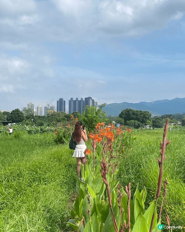 香港都有好多好靚嘅地方發掘，最近去左塱原自然生態公園，見到好...