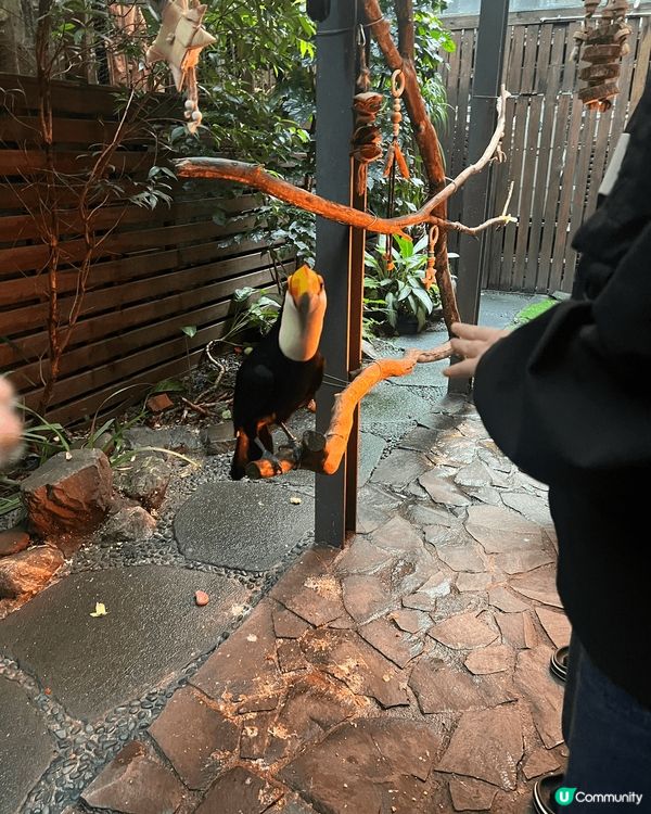 台北肉球森林！🦜🦝餵飽萌寵超療癒！