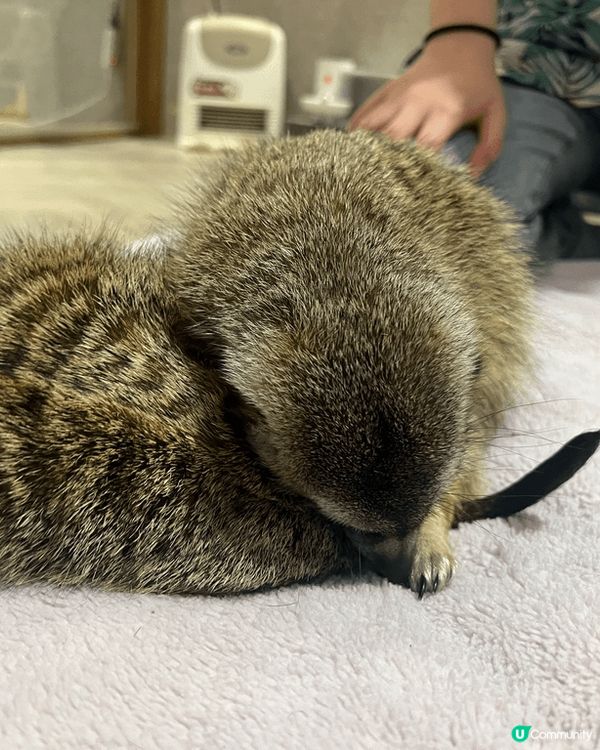 台北肉球森林！🦜🦝餵飽萌寵超療癒！