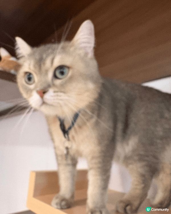 **放鬆心情**：貓咪通常性格溫和，與牠們互動可以帶來放鬆和...