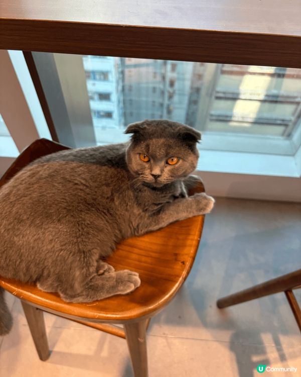 **放鬆心情**：貓咪通常性格溫和，與牠們互動可以帶來放鬆和...