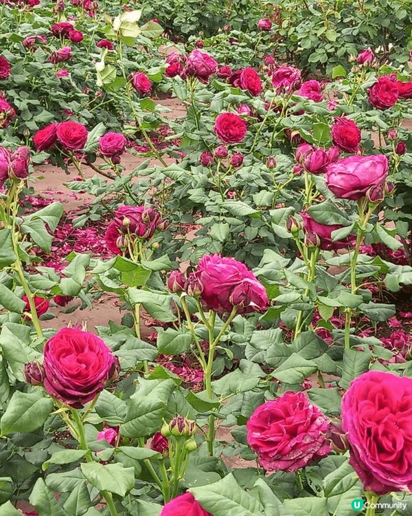 位於名古屋嘅鶴舞公園玫瑰園係一個好靚嘅打卡地點，鮮豔盛放嘅各...