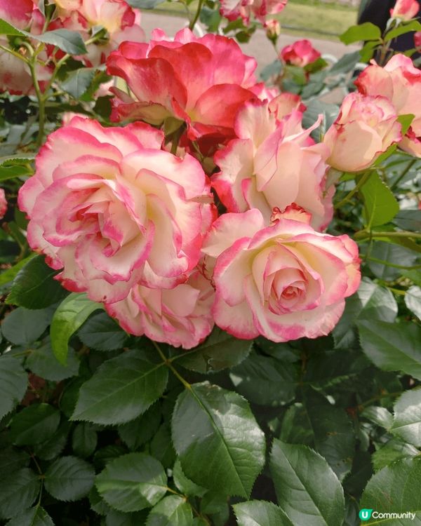 位於名古屋嘅鶴舞公園玫瑰園係一個好靚嘅打卡地點，鮮豔盛放嘅各...