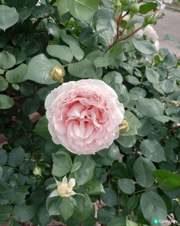 位於名古屋嘅鶴舞公園玫瑰園係一個好靚嘅打卡地點，鮮豔盛放嘅各...