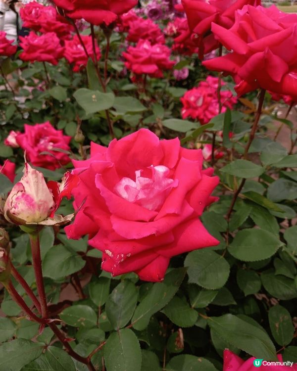 位於名古屋嘅鶴舞公園玫瑰園係一個好靚嘅打卡地點，鮮豔盛放嘅各...