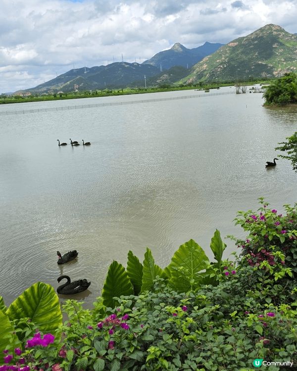 ✨✨黑天鵝✨✨