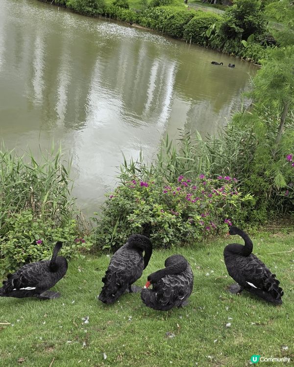 ✨✨黑天鵝✨✨
