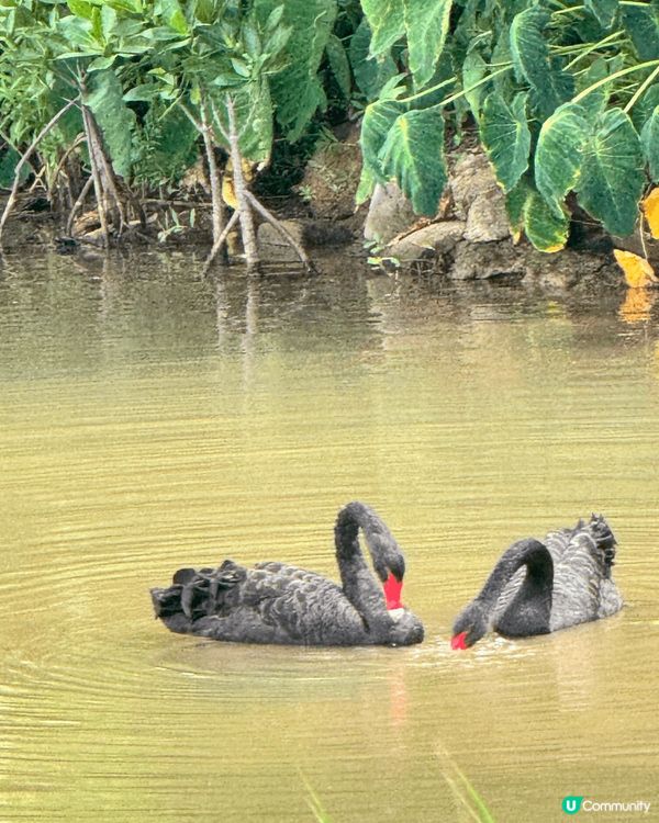 ✨✨黑天鵝✨✨