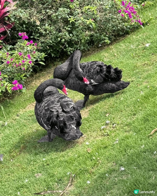 ✨✨黑天鵝✨✨