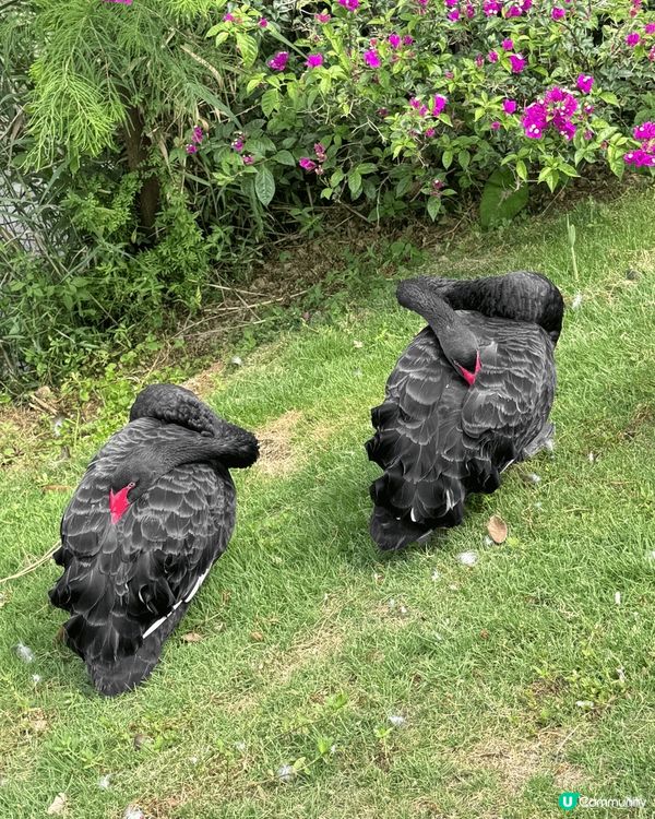 ✨✨黑天鵝✨✨