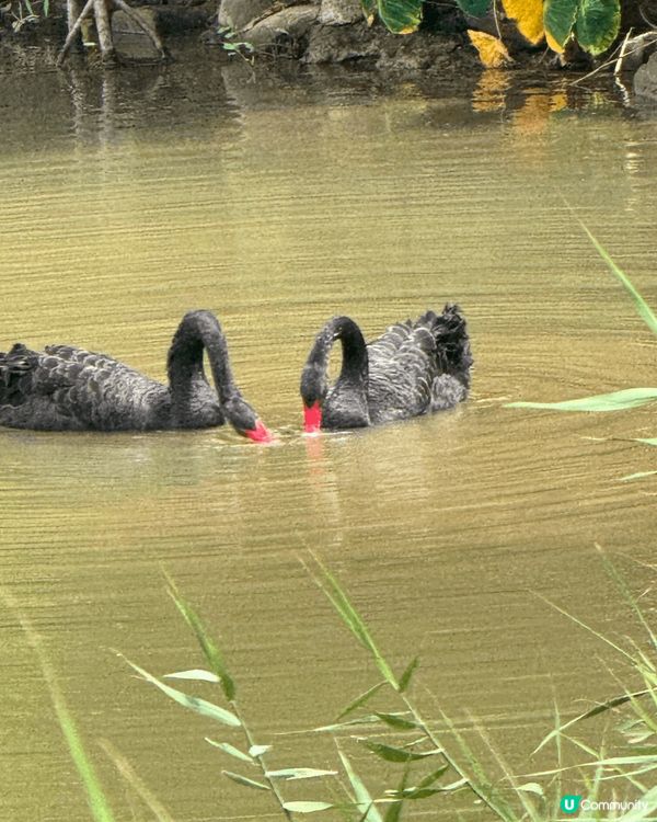 ✨✨黑天鵝✨✨