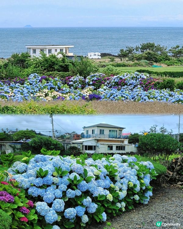 濟州涯月咖啡街🌊打卡夏威夷風🌴💜🩷💙