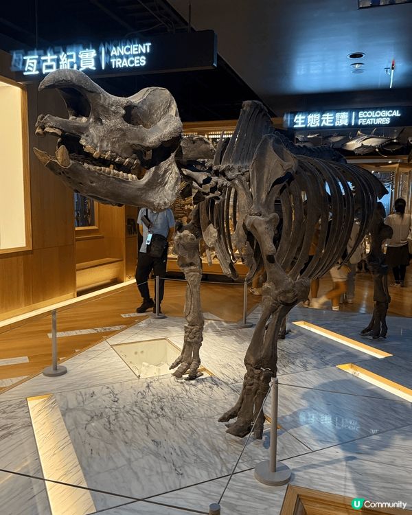 國立臺灣博物館睇到恐龍、犀牛化石導，得以一窺犀牛的親緣關係，...