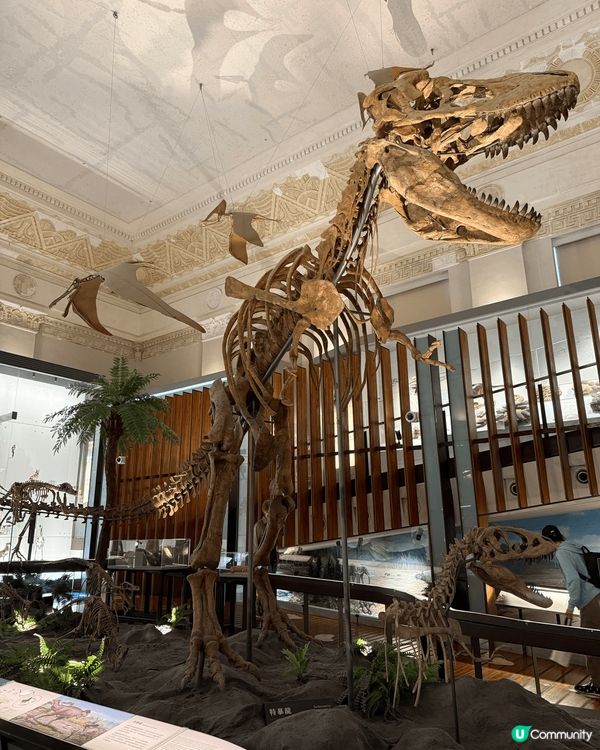 國立臺灣博物館睇到恐龍、犀牛化石導，得以一窺犀牛的親緣關係，...