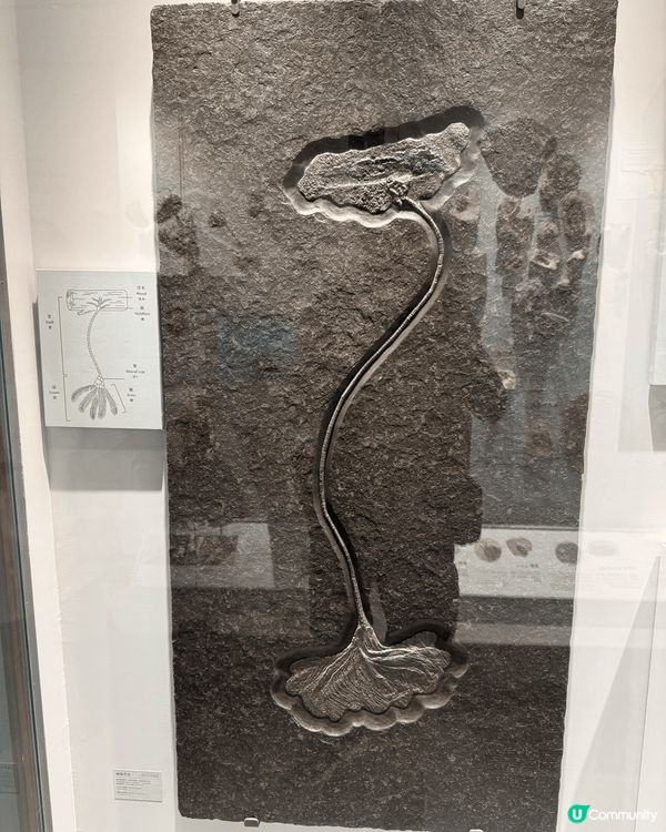 國立臺灣博物館睇到恐龍、犀牛化石導，得以一窺犀牛的親緣關係，...