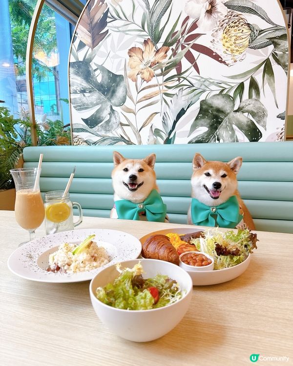 帶毛孩去靚靚田園風cafe🍽️