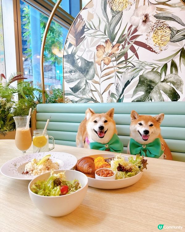 帶毛孩去靚靚田園風cafe🍽️