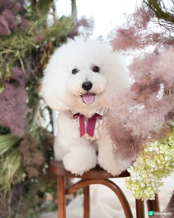 絕美花藝打咭靚景 聯乘高質手工甜品限定店