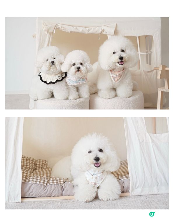 絕美花藝打咭靚景 聯乘高質手工甜品限定店