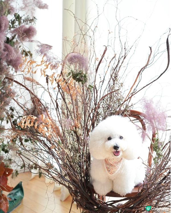 絕美花藝打咭靚景 聯乘高質手工甜品限定店