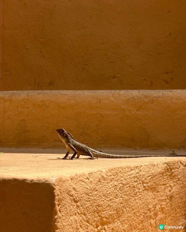 🇻🇳越南峴港｜感性打卡🌴 海邊系感滿滿的清新系咖啡店☕📸