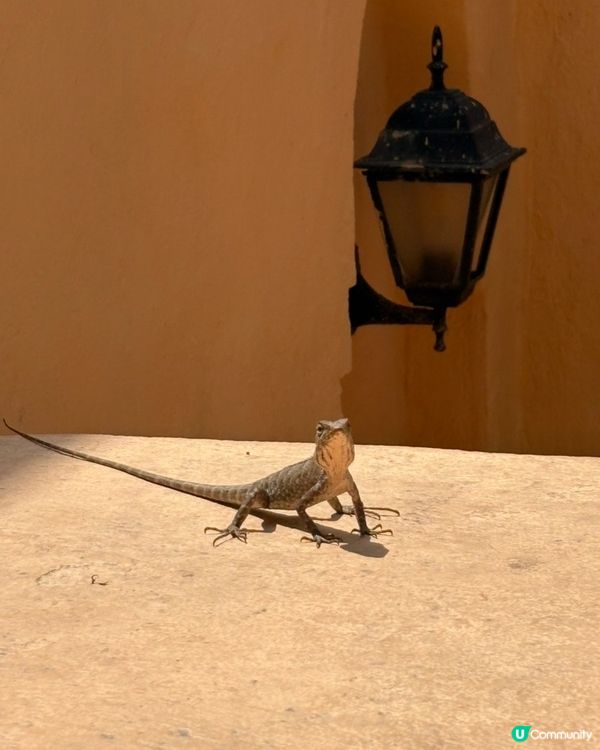 🇻🇳越南峴港｜感性打卡🌴 海邊系感滿滿的清新系咖啡店☕📸