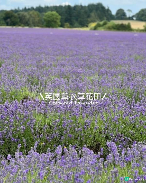 『英國』英國都有薰衣草花田🪻💜