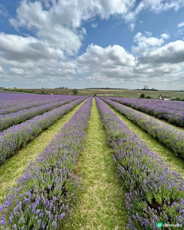 『英國』英國都有薰衣草花田🪻💜
