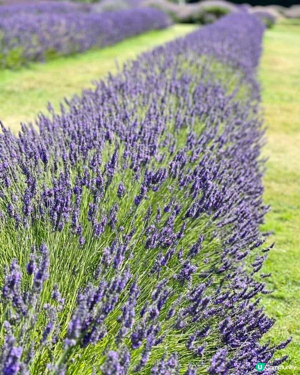 『英國』英國都有薰衣草花田🪻💜