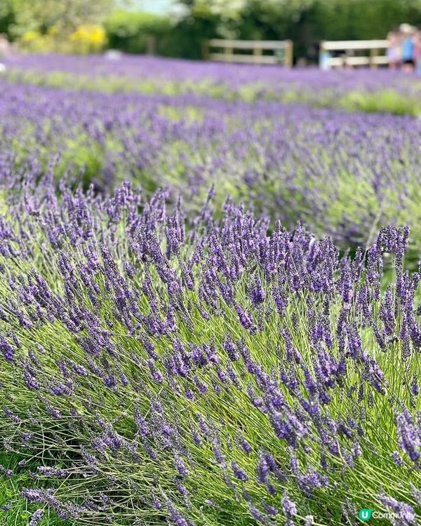『英國』英國都有薰衣草花田🪻💜