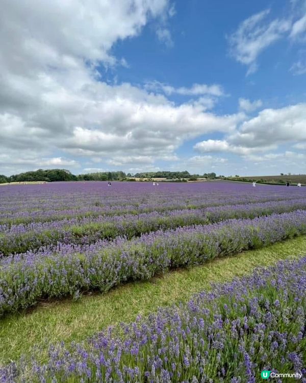 『英國』英國都有薰衣草花田🪻💜