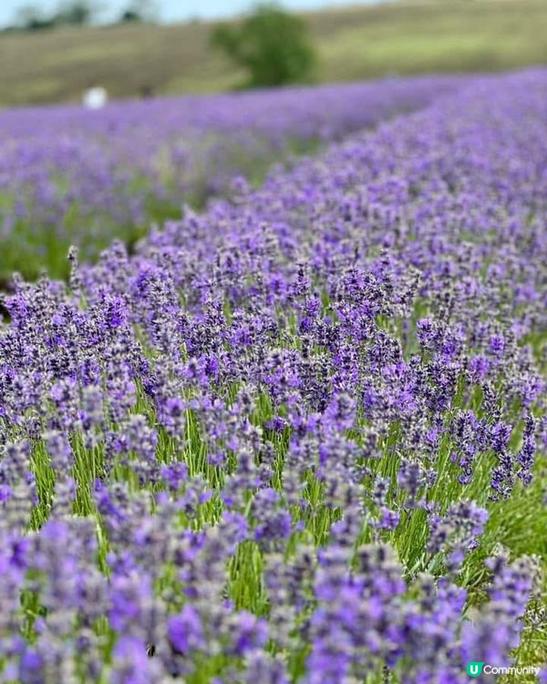 『英國』英國都有薰衣草花田🪻💜
