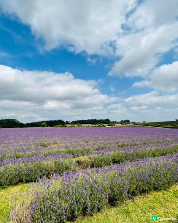 『英國』英國都有薰衣草花田🪻💜