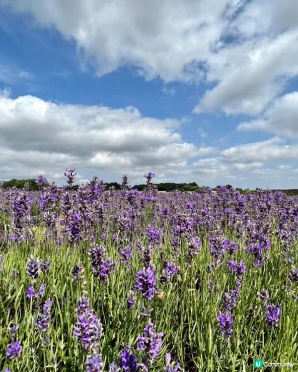 『英國』英國都有薰衣草花田🪻💜