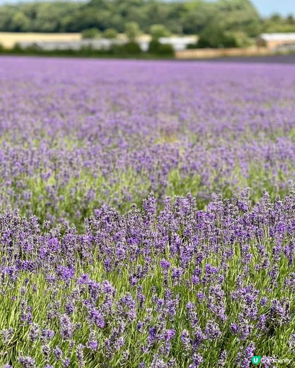 『英國』英國都有薰衣草花田🪻💜