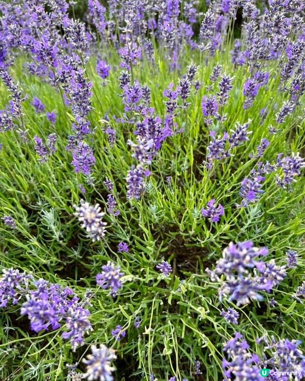 『英國』英國都有薰衣草花田🪻💜