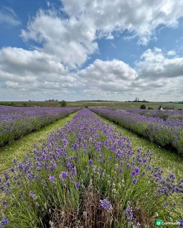 『英國』英國都有薰衣草花田🪻💜