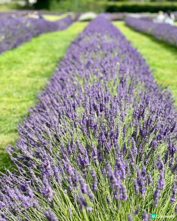 『英國』英國都有薰衣草花田🪻💜