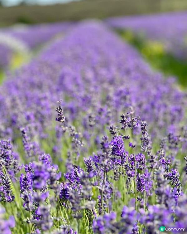 『英國』英國都有薰衣草花田🪻💜