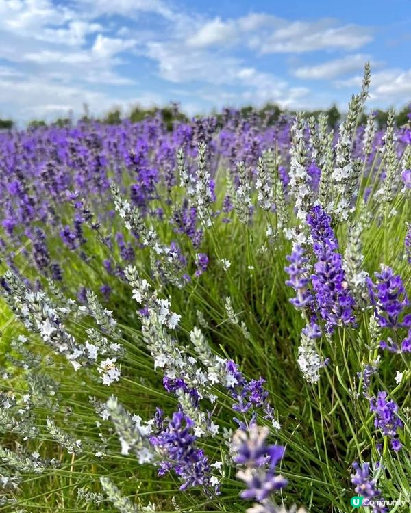 『英國』英國都有薰衣草花田🪻💜