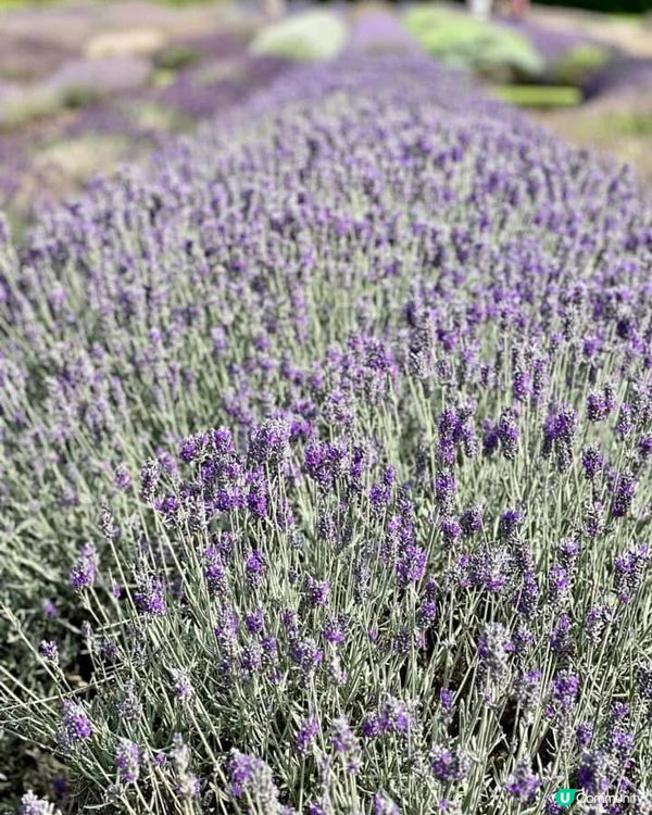 『英國』英國都有薰衣草花田🪻💜