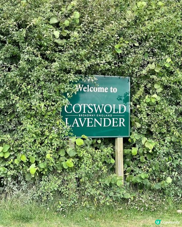 『英國』英國都有薰衣草花田🪻💜