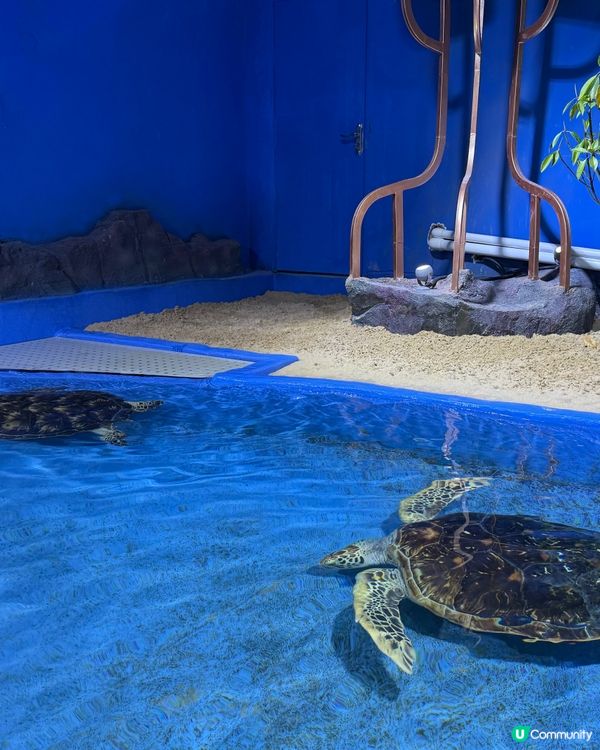 ［深圳抵玩推介］海洋奇夢館！港人半價！小童1.2米下免費入場🤩