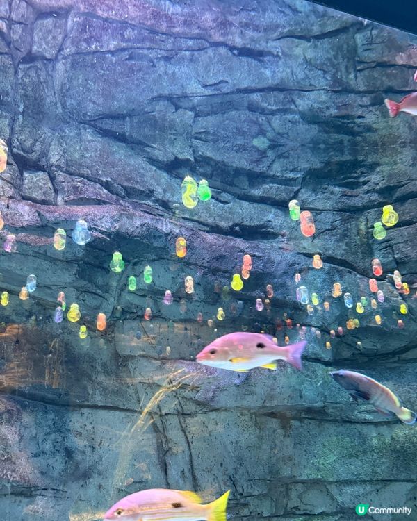 ［深圳抵玩推介］海洋奇夢館！港人半價！小童1.2米下免費入場🤩